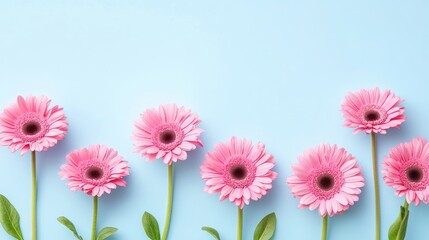 Elegant flat lay of fresh spring flowers in pink hues, arranged on a clean pastel blue background.