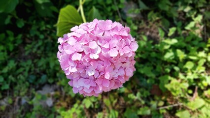 pink and white flowers