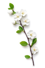 Fototapeta premium Branches with white spring flowers isolated, on a white background.