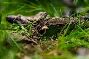 Obraz premium Close-up of a small mushroom growing in a lush green forest setting.