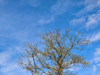 The crown of an old walnut tree in winter. The tree is bare, but the lichens on its branches shine...