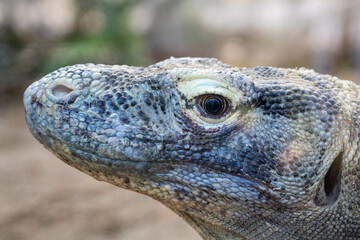 Side Profile of Komodo Dragon at Barcelona Zoo - Varanus komodoensis