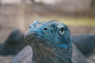 Front-Facing Komodo Dragon Close-Up at Barcelona Zoo -Varanus komodoensis