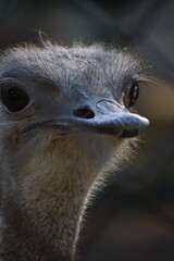 The common ostrich, or simply ostrich, is a species of flightless bird native to certain areas of Africa. It is one of two extant species of ostriches, the only living members of the genus Struthio in