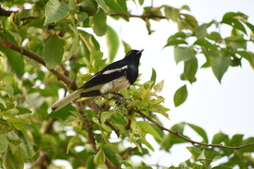 The Oriental magpie-robin is a small passerine bird that was formerly classed as a member of the thrush family Turdidae, but now considered an Old World flycatcher. 