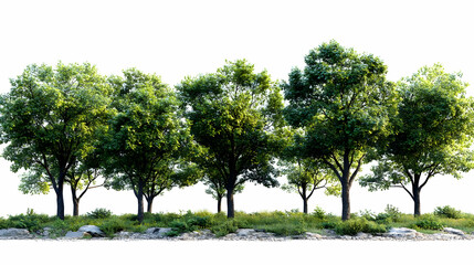 Fototapeta premium Group of deciduous trees and shrubs growing on rocky terrain against a white background