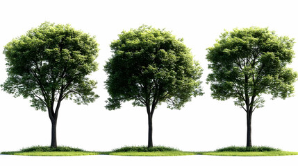 Three Lush Green Trees Stand Tall on Patches of Grass Against a White Backdrop