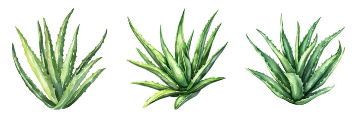 watercolor aloe set png. Aloe cactus plants on transparent watercolor background. Watercolor botany. Vector illustration.