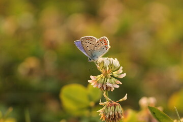 una farfalla licenide in primavera al tramonto