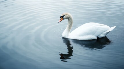 Naklejka premium Graceful swan swimming in a serene lake with gentle ripples for calm nature scenes.