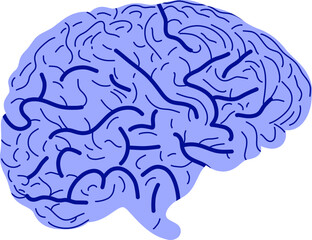 Brain