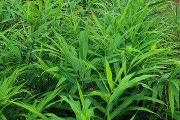 horizontal photo of fresh green ginger plant from Indonesian garden
