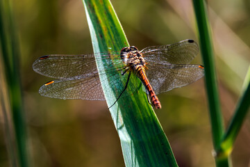 Feuerlibelle 2