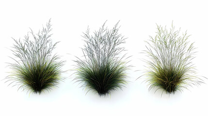 Three Tufts of Decorative Grass Displayed on a White Background