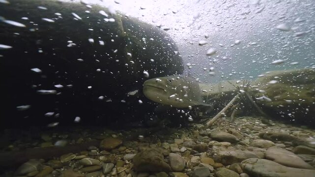 Underwater Close-up footage of Huchen freshwater fish, Danube salmon (Hucho Hucho), swimming in the stream of a clean river