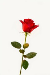 Dark red rose with green leaves