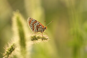 una farfalla melitaea su un fiore