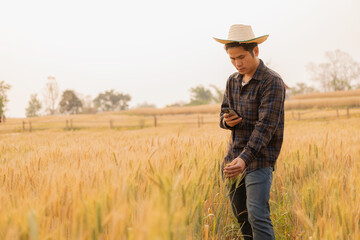 Asian male farmer holds phone in barley field while inspecting barley crop awaiting harvest