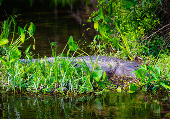 American alligator hidden in green swamp plants beside the water in Wakula Springs State Park, Florida