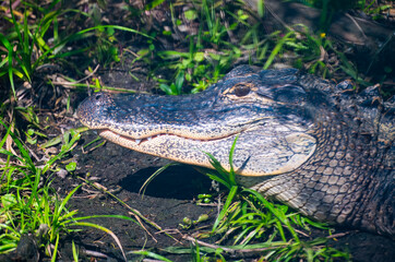 Profile portrait of an American alligator showing its jaw shape and upper teeth in Wakula Springs...