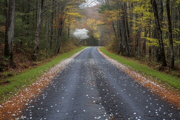 Obraz premium Country road lined with blossoming trees under a soft spring light