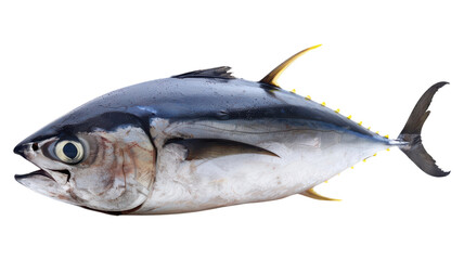 Fototapeta premium Fresh Tuna on White Background for Culinary Uses and Recipe Creation