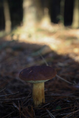 Naturalny grzyb w lesie © Magdalena