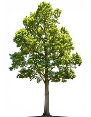 Lush green sycamore tree isolated on white, showcasing full depth of field and vibrant foliage