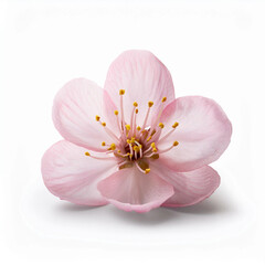 A single cherry blossom with soft pink petals