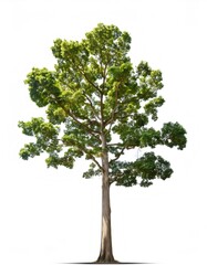 Large firefly teak tree with lush green leaves isolated on a pure white background, showcasing its full depth of field