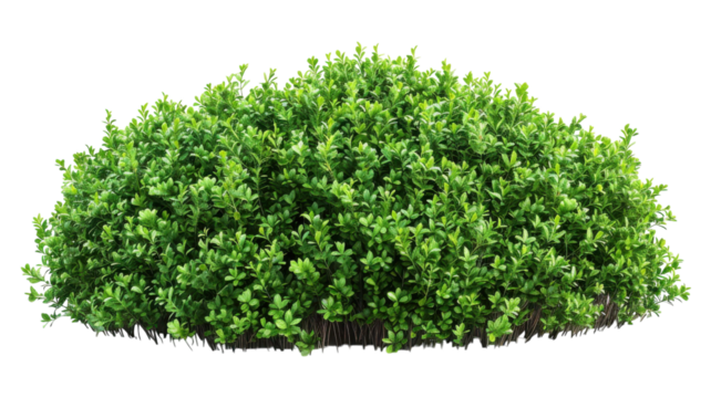 Vibrant Green Garden Bush Isolated on White Background for Design Applications