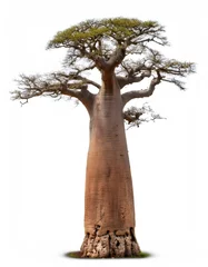Fototapete Expansive baobab tree silhouetted on white, revealing distinctive bark texture and dramatic branching structure © ArtPixel-Portfolio