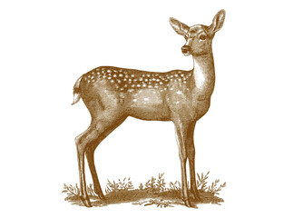 Naklejka premium Sheep, lamb. Vintage retro print, black white sheep lamb sketch ink pencil style drawing, engrave old school. Sketch artwork silhouette farm sheep lamb. Side view profile. Illustration