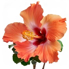 Fototapeta premium Close up of an orange hibiscus flower with prominent pistil and stamens, isolated on white