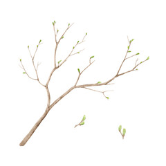 Tree branches with green spring buds. Watercolor digital illustration. Young tree twigs isolated on white background. Twigs for postcards, greetings and Easter.