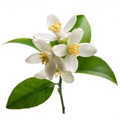 Fototapeta premium Lemon blossom branch displaying pristine white petals, verdant leaves against stark white backdrop, highlighting botanical delicacy