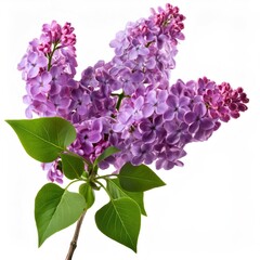 Beautiful lilac branch with purple flowers and green leaves isolated on a pure white background, creating a vibrant and elegant floral display