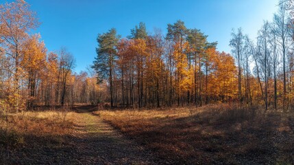 Fototapeta premium A serene autumn landscape with colorful trees under a clear blue sky.
