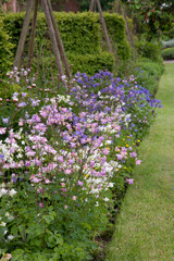 Pink, White and Blue Harebells growing in an English garden border in summer