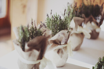 Lavender growing in pretty little rustic home made pots made of sack cloth arranged on a shelf