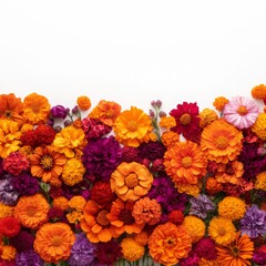 Marigold flowers garland. Traditional composition for Indian Diwali or Mexican Day of Dead. Banner with place for text. Isolated floral design