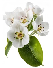 Fototapeta premium White pear blossom branch displaying delicate flowers, verdant leaves against pristine backdrop, highlighting seasonal botanical elegance