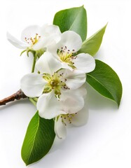 Obraz premium Delicate white pear blossoms blooming with soft green leaves, highlighting spring's gentle beauty on pristine background