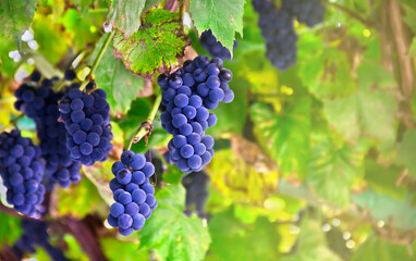 Bunches of fresh dark blue grapes on the vine during the ripening period with space for text