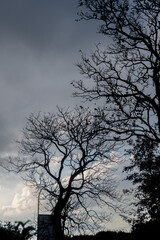 Silhouette of bare trees against a cloudy sky creates a dramatic, moody, and somber nature scene.