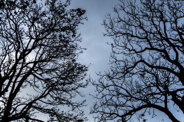 Silhouetted trees with bare branches reach up towards a pale, overcast sky, creating a moody and stark composition.