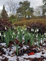 Beautiful white snowdrops in the botanical garden, harbingers of spring.