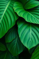 A close-up of lush green leaves showcasing their texture and vibrant color.