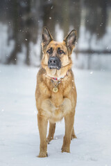 puppy breed German Shepherd walking in winter park