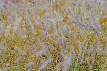 Grass flowers with solf sunlight in the morning for give feel good.